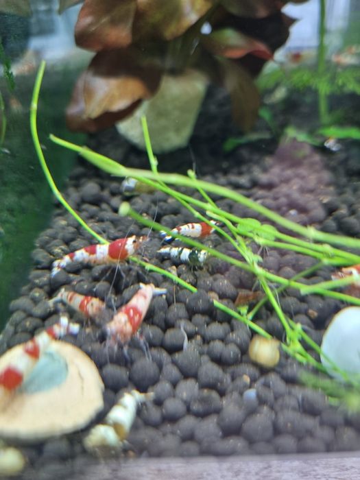 Акаариумные растение