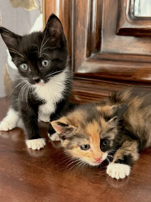 Шымкент отдаю котят