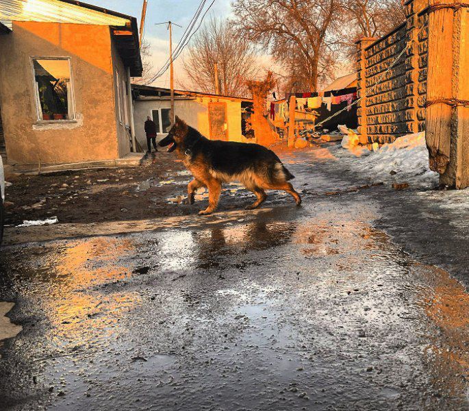 Неметски Овчарка   10айлык кушык