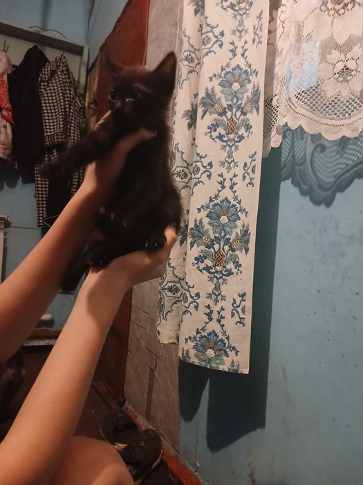 Отдаём котов и двух котят