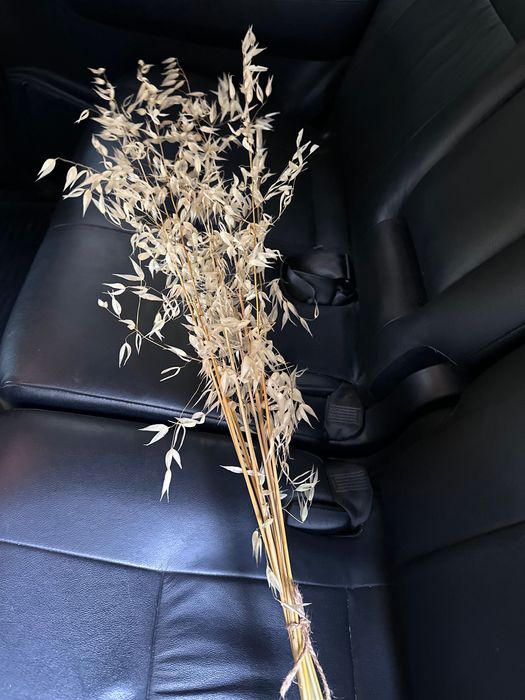 Сухоцвет овес (натуральный декор)