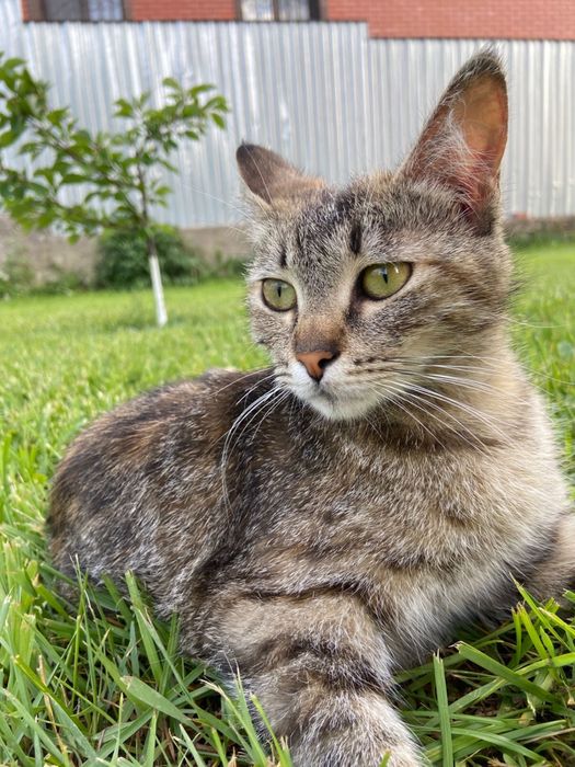 Безплатно катята и кошку