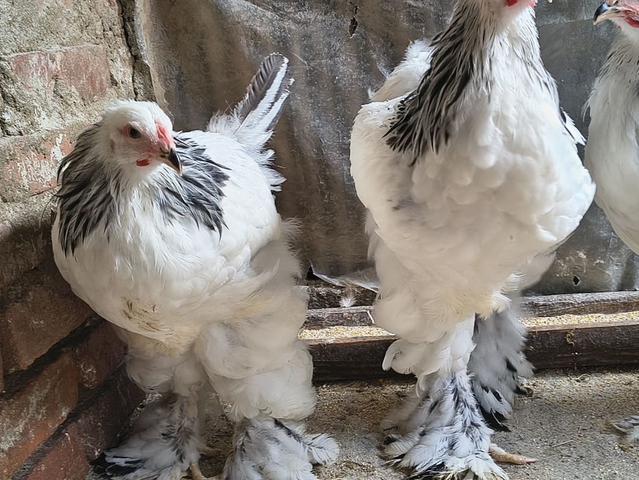 Vand cocosi brahma herminat și cochinchina galben uriaș