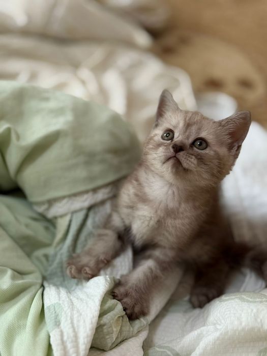 Котёнок парода британский