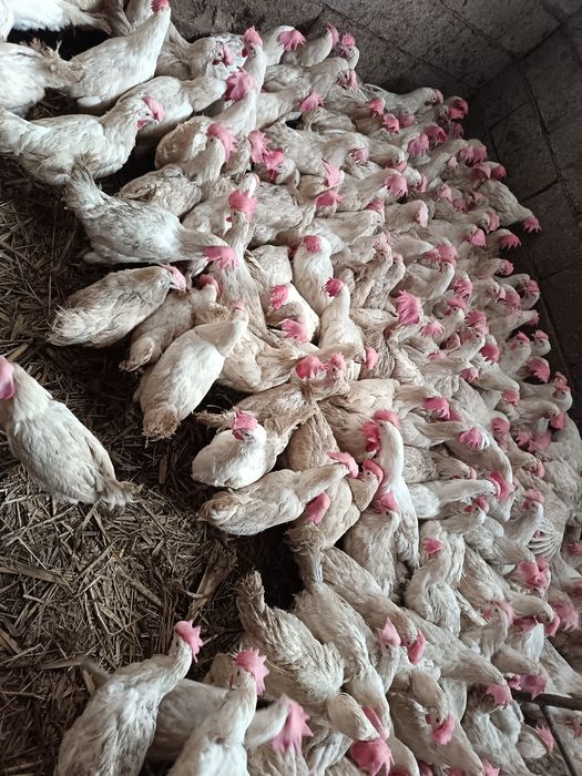 Продажа курей. Құры здоровые