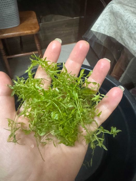 Продам растения для аквариума