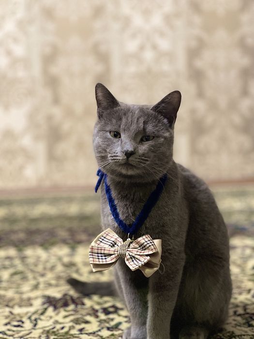 Scottish straight СРОЧНО!!