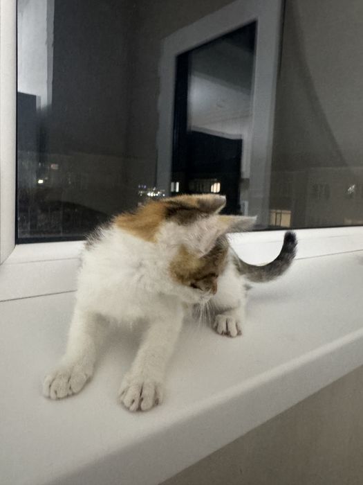 Котенок ищет дом