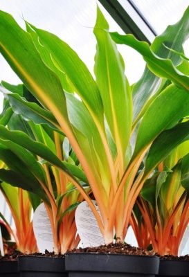 Детки хлорофитума Green Orang