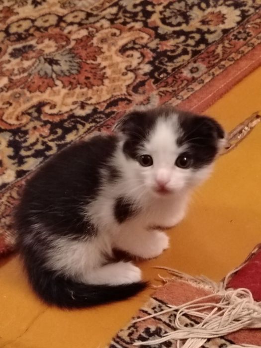 Отдаю котят в хорошие руки.
