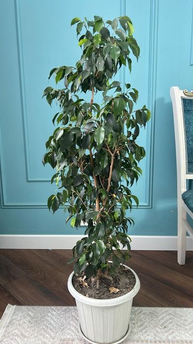 Комнатное  растение