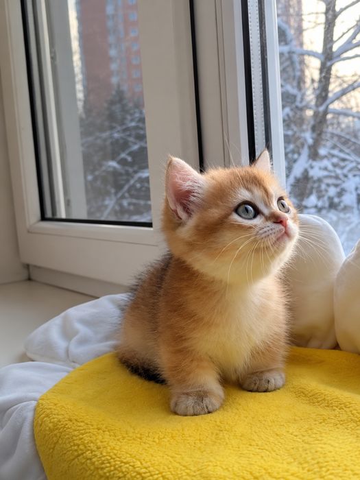 Манчкин золотая шиншилла девочка
