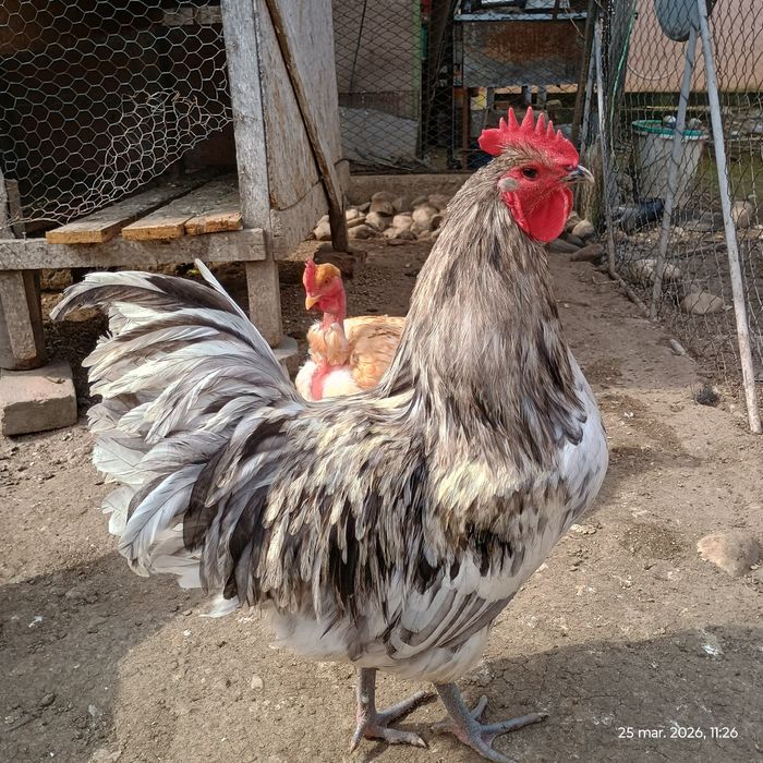 Vând cocoș Australorp