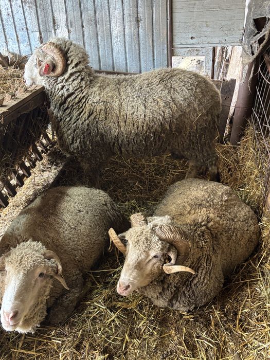 Vand berbeci de monta