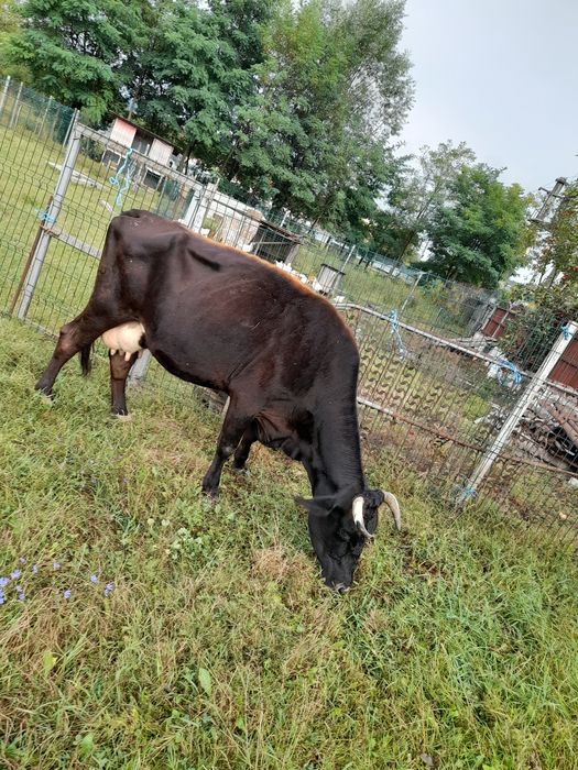 Vaca buna de lapte!