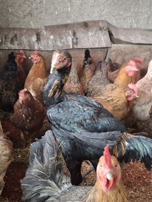 Дакан дакан дакан