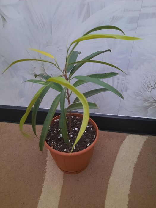 Продам фикус Али вариегатный