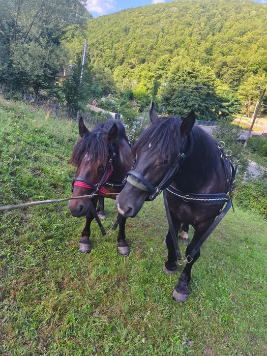 De vânzare mânz de 3 ani sau ofer spre montă!