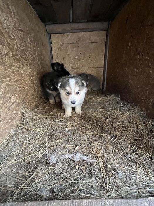 Щенята отдам в добрые руки