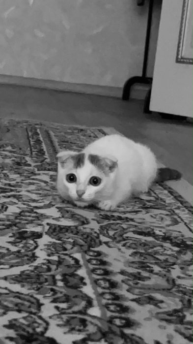 Шотландский котёнок