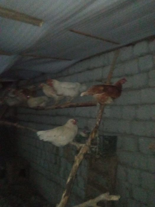 Продаётся куры домашние