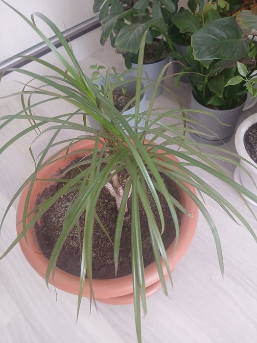 Продам цветы комнатные