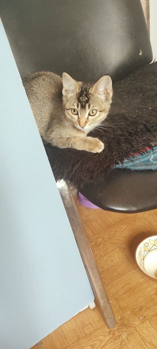 Отдам  только в хорошие добрые руки