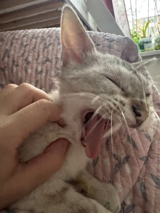 Котенок кошечка Тайская табби-поинт 3 мес