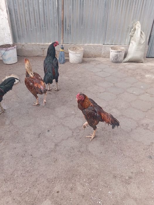 продам кур, уток