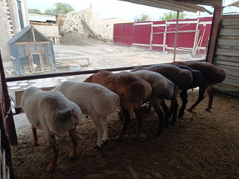 Арашан ва хисори куйлар сотилади