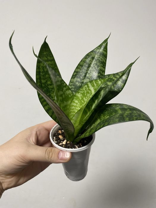 Сансевьерия ханни