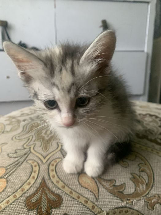 Отдам котят в хорошие руки