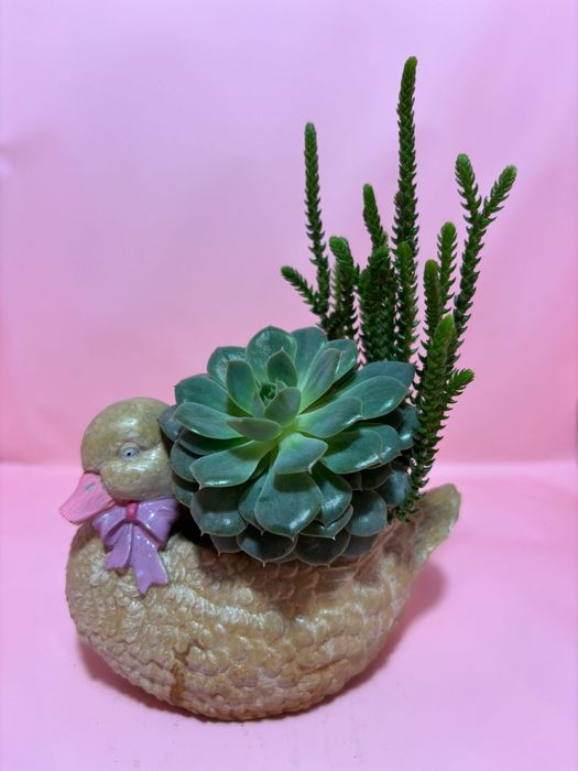 Композиции из суккулентов