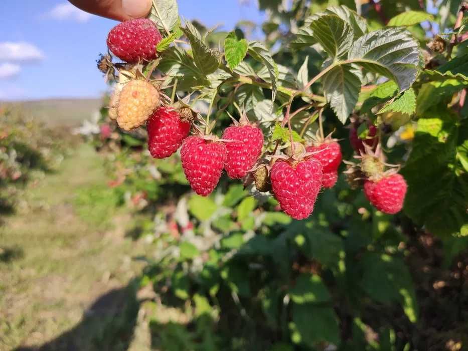 Stoloni de capsuni, zmeur, coacaz, afin, aronia si lonicera!