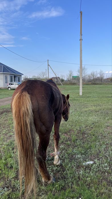 Айғыр 5 жаста үйірге түскен