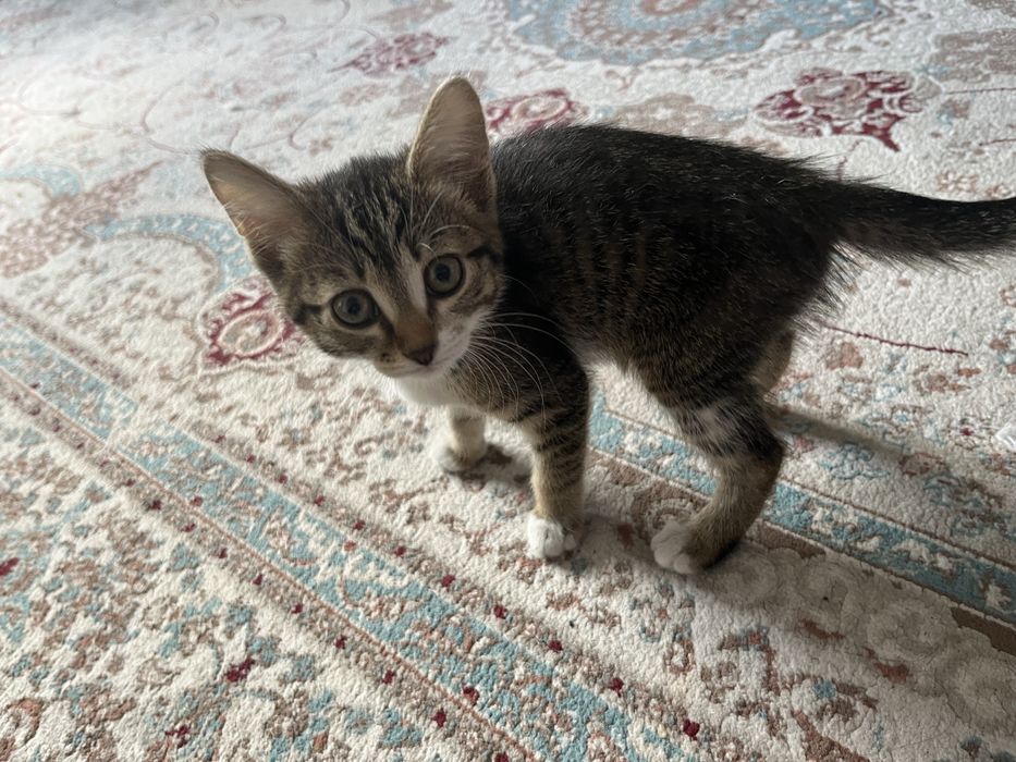 Котенык все знает туалет сама пойедит