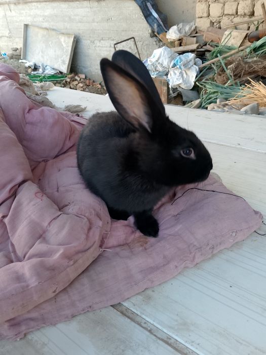 Strakach quyon sotiladi