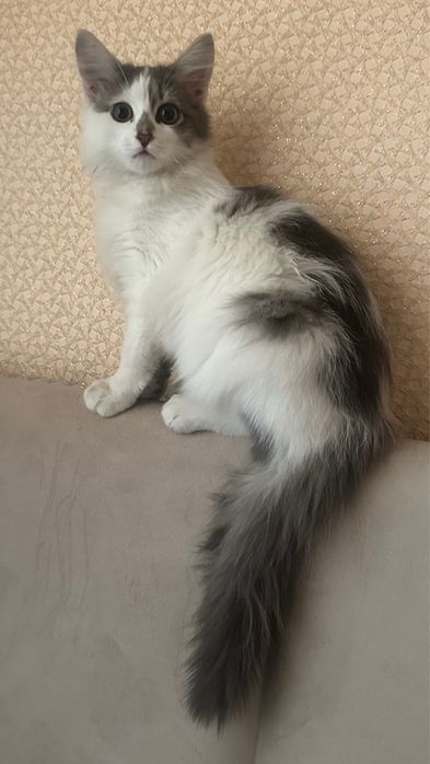 Котятки ищут дом