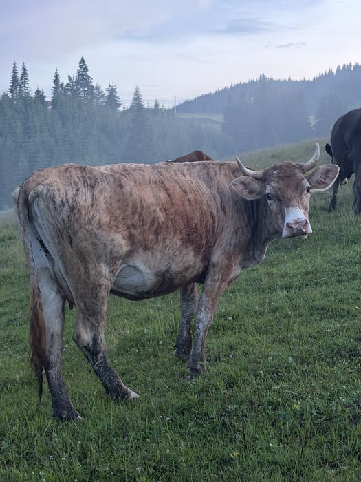 De vânzare doua vaci si un taur