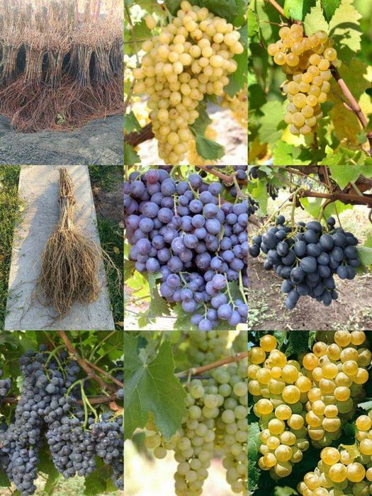 Butași soiuri diferita de vita de vie