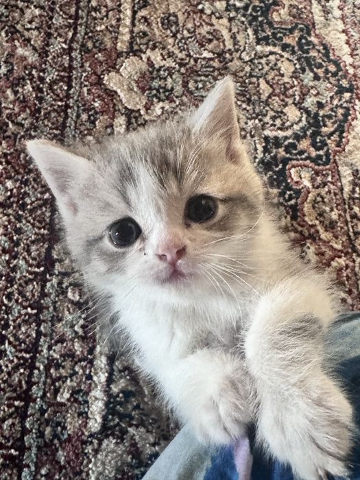 Скотщ страйт британ сотилади