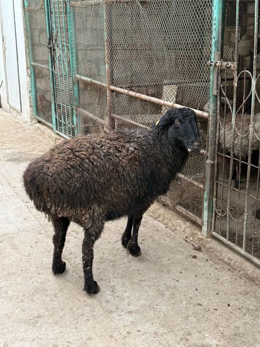 Семиз кой сатылады