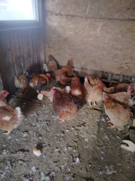 16 găini, ,gâște ,rațe.