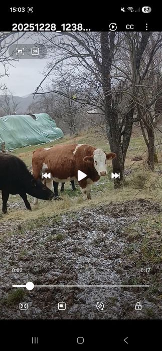 Vand 2 junici gestante