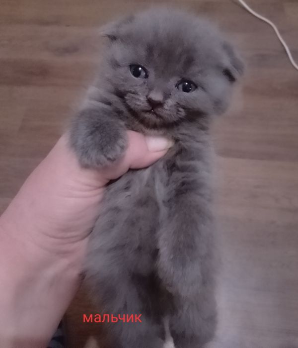 Срочно Продам бритаких котят