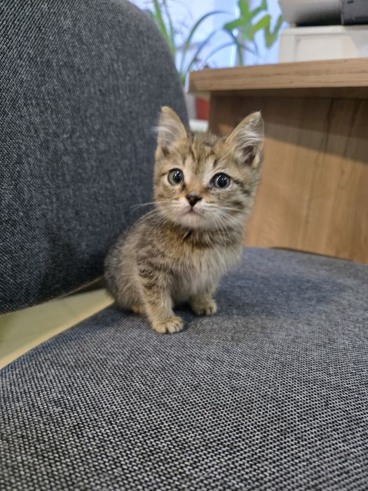 Котята 2 месяца ищут дом