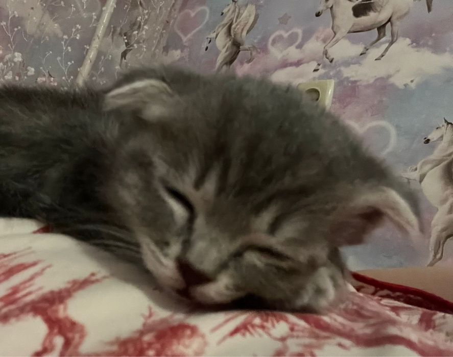 Милая кошка бесплатно