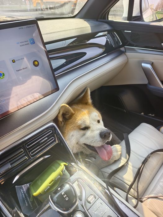 Найдена акита кобель