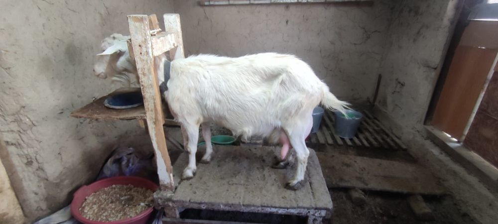 Продаются  козы и козлята пятимесячные.