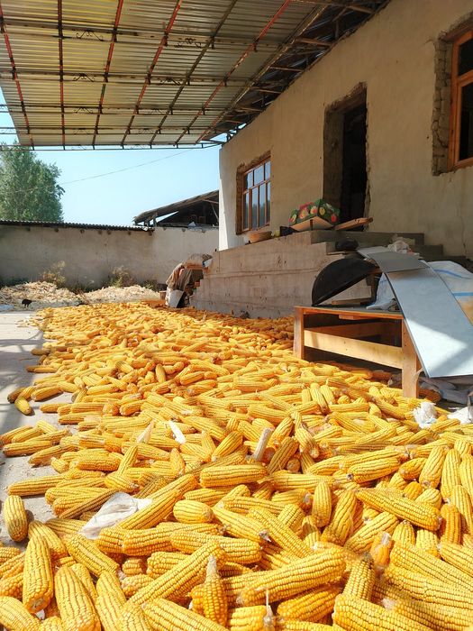 Makka joxori sotiladi yem qilishga